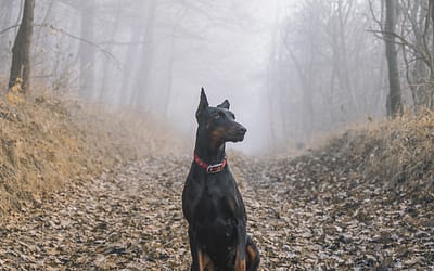 Meet The Energetic Doberman Pinscher: A Perfect Working Breed