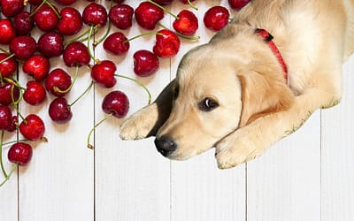 ¿Pueden los perros comer cerezas? Una guía de los riesgos y beneficios