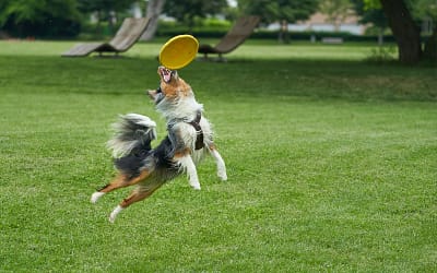 Dog Frisbee 101: A Beginner’s Handbook to Active Play