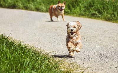 Unleashed Joy: 10 Ways Your Dog Makes Your Life Happier