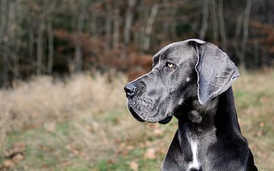 Meet The Majestic Great Dane: Adoptable Pets Available Now!