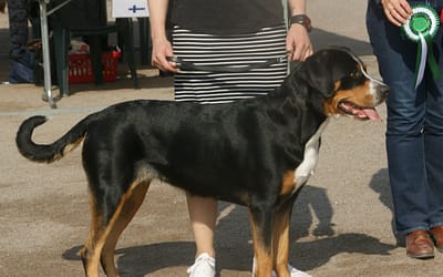 Strong And Gentle: Meet The Greater Swiss Mountain Dog