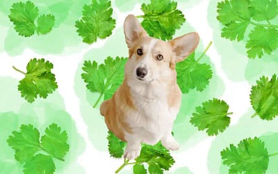 Can Dogs Eat Cilantro? Delight Their Well-being and Joy with this Nutritious Herb!