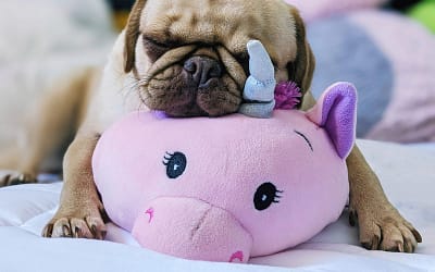 Are Pugs Hypoallergenic? Understanding Allergies and Pug Breeds