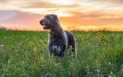 The Majestic Irish Wolfhound: Unveiling the Majesty and Endearing Personality