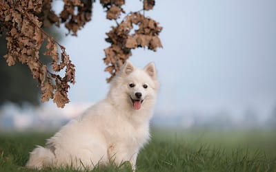 Keeshond: The Sturdy Spitz With A Distinctive Gait