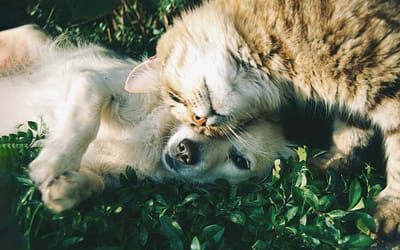 Medina SPCA: Compassionate Animal Care and Adoption Services for a Brighter Future