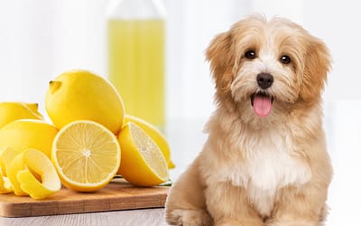 Can Dogs Eat Lemons? Unlocking the Remarkable Truth Exploring Safety, Benefits, and Alternatives