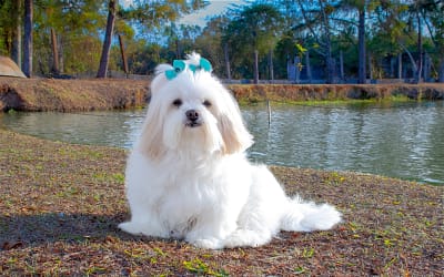 Lhasa Apso: Unveiling the Allure and Personality of this Remarkable Breed