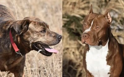 Mountain Cur and Pitbull Mix: Perfect Dog for Active Families