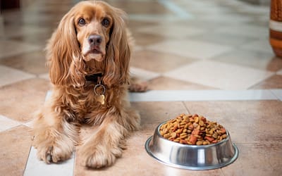 Nom Nom Dog Food: Transform Your Dog’s Dining Experience