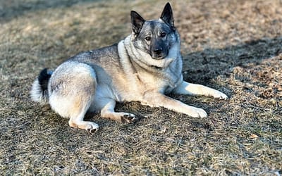 Discover the Power and Loyalty of the Norwegian Elkhound: Your Faithful Guardian