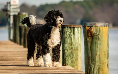 Meet The Portuguese Water Dog: A Robust And Loyal Working Breed