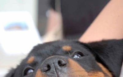 Find Out Why Rottweiler Puppies Are the Perfect Companions