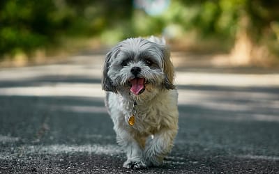 Discovering The Adorable Shih Tzu Breed