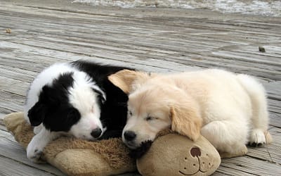 Experience Heartwarming Bliss with a Snuggle Puppy!