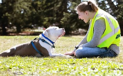 Welcome to SPCA Dallas – Animal Adoption and Rescue Center