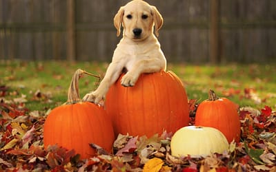 Can Dogs Eat Squash? Unveiling the Nutritional Benefits and Safety Precautions