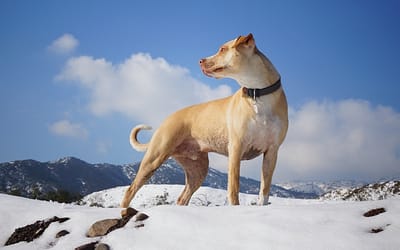 Meet The Mountain Cur: Courageous And Agile Scenthound