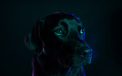 The Pervasive Problem of Black Dog Syndrome