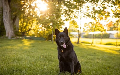 The Schipperke: A Loyal, Energetic, and Adorable Companion!