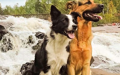 The Magic of Having Two Dogs: Discover Why Double the Canine Love Brings Extraordinary Joy