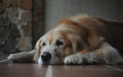 Why You Should Adopt A Caring Senior Dog