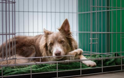 XL Dog Crates: A Safe and Comfortable Place for Your Dog