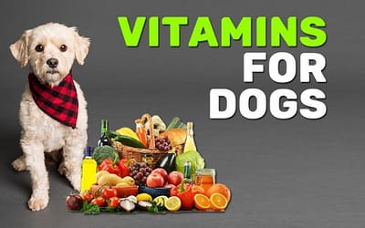 What Vitamins for Homemade Dog Food Does Your Dog Need?