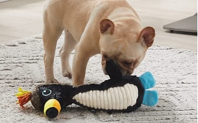 Squeaky Toys: The Ultimate Guide for Pet Owners