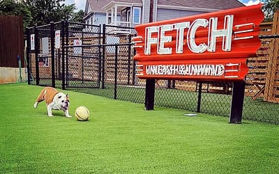 Fetch Dog Park: A Safe and Fun Place for Your Dog to Play