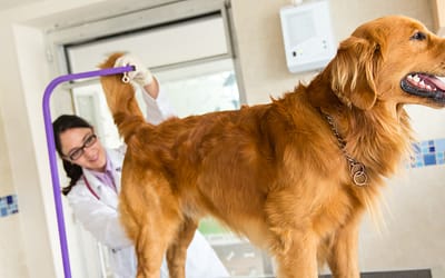 Can Dogs Get Hemorrhoids: Symptoms, Causes, & Treatment