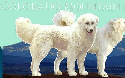 Colorado Mountain Dog: The Mountain Dog with a Heart of Gold