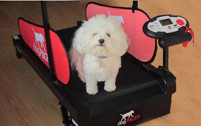 Dog Treadmill: Revitalize Your Dog’s Wellbeing with the Power of Positive Fitness!