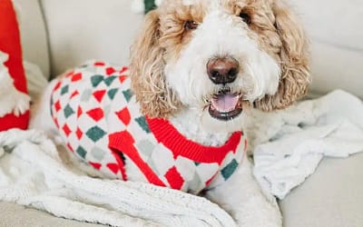 Dog Christmas Sweaters: A Festive and Fun Way to Dress Up Your Furry Friend