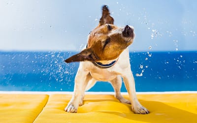 Why Do Dogs Shake? Causes, Symptoms & Treatments