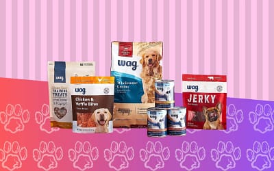 Amazon Brand Wag Dry Dog Food Review [2023]