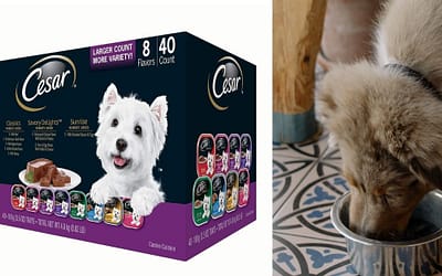 Cesar Canine Cuisine Wet Dog Food, 8 Flavor Variety Pack Classic Loaf in Sauce Food Review [2023]