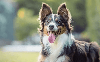 Dogs For Adoption Ottawa