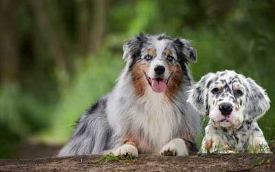English Setter and Australian Shepherd Whats The Difference