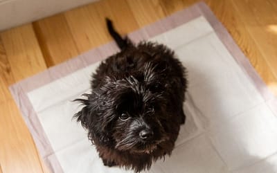 The Ultimate Guide to Potty Training Your Dog