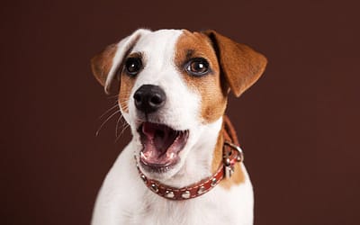 Hiccups in Dogs: Things You Need To Know