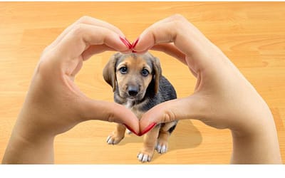 Pawsome Pals: How Dogs Can Teach Us The Art Of Unconditional Love”