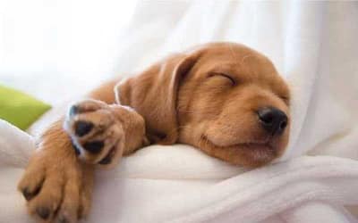 How Many Hours A Day Do Dogs Sleep