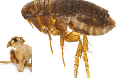 What Kills Fleas On Dogs Instantly