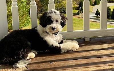 10 Fascinating Facts About the Mini Sheepadoodle