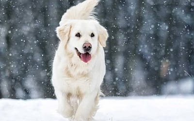 The Ultimate Guide to White Retrievers