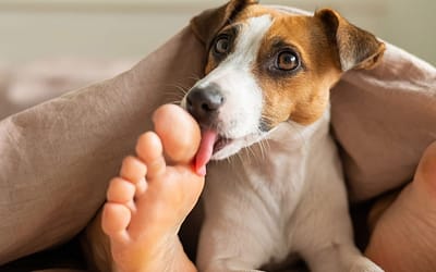 Why Do Dogs Lick Your Feet