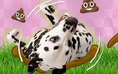 Why Do Dogs Roll In Poop