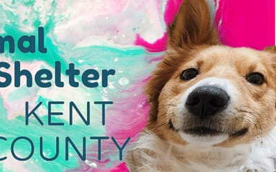 Animal Shelter Kent County – Your Dynamic Haven for Rescued Pets